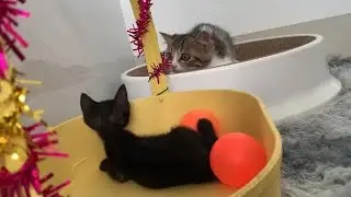 Two Cats Playing Together Is The CUTEST Thing You've Ever Seen!
