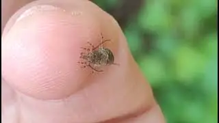 05 - Jumping Bristletails, [Machilidae] Fam sp.Arch&eacute;ognathes.Possibly (Trigoniophthalmus alternatus)