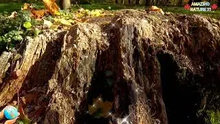 🌳🪵 STUMP &ndash; NATURE&rsquo;S SECRET STORIES 🪵🌳