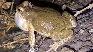 toad calling sounds