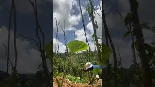 No place like Jamaica #farming #farmland #rastafari #nature #bobmarley #jamaica #travel #caribbean
