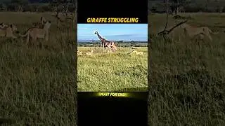 Giraffe vs Lion😱🥵 #shorts #animals #lion #giraffe #wildcats #comeback #new