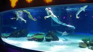 63빌딩 아쿠아리움 인어의 정원 with 정민양