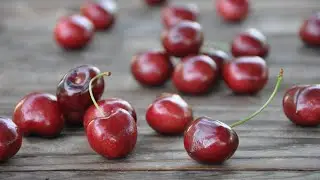 Cherries Galore: How Cherries Grow in California with Missy and Tom Gotelli, Cherry Farmers
