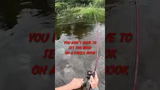 Как поймать северного свиного чукуча #рыбалка