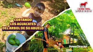 Este árbol de aguacate nos sorprendió con sus frutos
