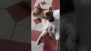Oreo & mom  Simba #cat #cuteanimal #ytshorts #cutecat #cute #kitten #babykittens #simba