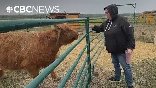 Cattle farmers in northwestern Alberta making wildfire preparations