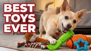 Cute Dog Viura Playing With Toys Compilation | Best Moments