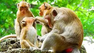 MG! Brat Janna Monkey Very Jealous Of Jody Baby And Janna So Angry To Jody, Jane Family Monkey!