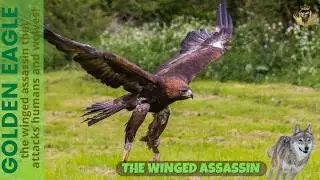 GOLDEN EAGLE - Powerful Predators: The Golden Eagle's Dominance in the Skies