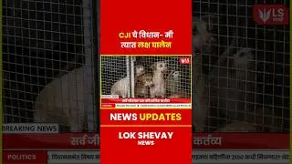 Delhi Stray Dogs | CJI D.Y. Chandrachud यांचे भटक्या कुत्र्यांवर संवेदनशील विधान #breakingnews #news