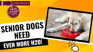 Kidney disease in dogs and water consumption
