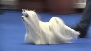 On this day Manchester 2017 - Ian the Maltese Best in Show