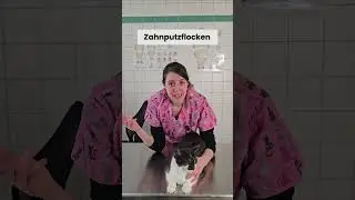 FORL bei der Katze
