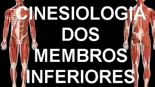 Cinesiologia dos membros inferiores