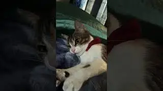 #youtubeshorts #catlife #catlovers #catvideos #kitten #funnycatvideos #catparentlife #catparentlife
