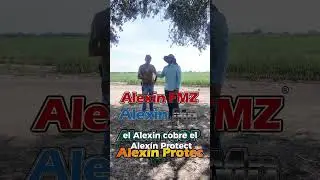 Usando Fosfitos en cebollas, con productor Martin Mart&iacute;nez