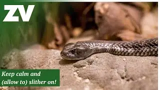 What to do if you come across a snake in the wild?