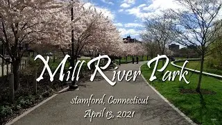 Mill River Park Cherry Blossoms April 13, 2021 (Stamford, CT)