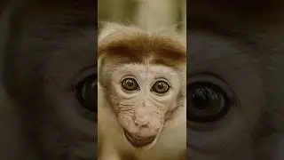 The pure sound of nature #nature #sound #asmr #explore #monkey