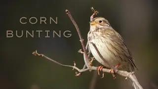 Corn Bunting I Strnad Luční (Emberiza calandra)