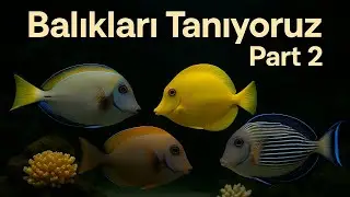Tang Balıklarını Tanıyoruz! Kole, Tomini, Mimic ve  Sohal Tang - Part 2
