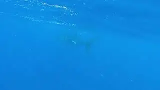Vaalhai (Rhincodon typus) Madagaskaril.