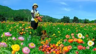 Harvesting 5-Color Everlasting Flowers to Sell at the Market, Cleaning the House, Grow Vegetables.