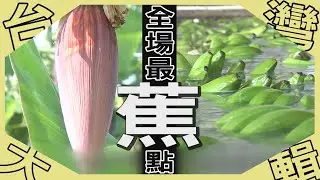 《台灣大輯》【搖滾蕉農自成一款  有汁有套有鐮刀 / 香蕉下去又上來  果釀濃醇潤喉 / 旗山最在地   古早味香蕉湯 / 香蕉芯入口有夠澀   香蕉編織全球珍品 】台灣第一等
