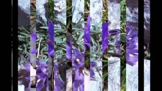 ЭДРАЙАНТУС  EDRAIANTHUS (HEDRAEANTHUS)  сем. Колокольчиковые