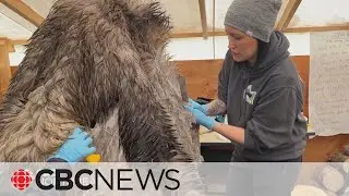 Moose hide tanning camp offers all ages age old techniques