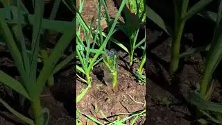 #india #agricultur #indian #agro #home