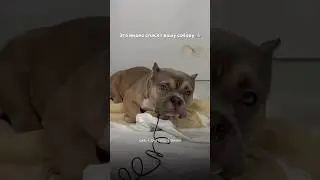 Поправляйся, малыш ❤️&zwj;🩹 в комментариях рассказал, как уберечь своего питомца от этого 👉🏻
