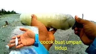 Jebakan ikan belanak memakai botol bekas ll HOW TO CATCH MULLET WITH drinking water bottle DIY