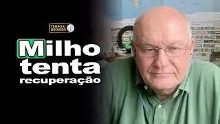 Milho forma suporte e abre espaço para leve alta no mercado
