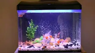 Redcap Oranda Goldfish