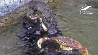 How a sea otter eats crab 🦦🦀 Mishka's Dungeness Crab Feast!