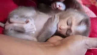 Super Small Baby Monkey Jason Sleeping Comfortable When Mom Gently Comfort With Love