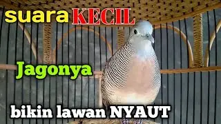 Perkutut lokal gacor suara kecil juara pancingan 