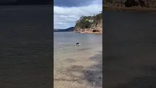 Seal Flip at The Beach