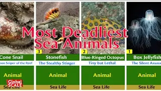 The Deadliest Sea Animals in the World &mdash; Creatures You Should NEVER Touch