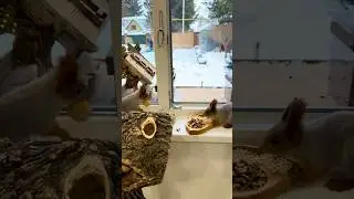 The Great Squirrel Invasion! Why Do They Break Into My House Daily?Что эти белки делают у меня дома?