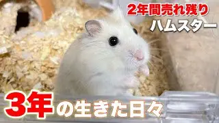 2年間の孤独を超えて、3年の生を全うしたハムスターの物語