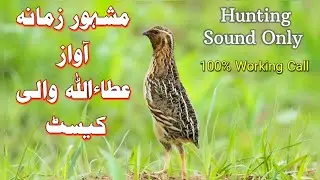 How to catch quail | quail morning sounds | batair ki awaz Subha k lia | awaz batair