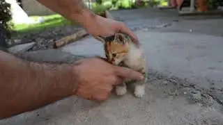 Comment calmer son chaton