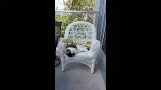 Cookie Likes Birds #norwegianforestcat #cat #catvideos #pets #furry #dontstopmeowing