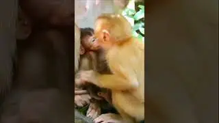 The Jealous Brother #monkey
