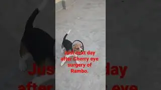 Rambo the Beagle bounces back from his cherry eye surgery!Watch his adorable post-operation recovery