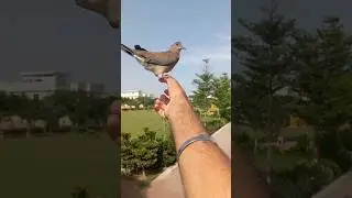 Release rescued bird 🕊 ❤️#bird #love #pets #beautiful #cute #fly #release #happy #life #shorts